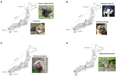Distribution and management of non-native squirrels in Japan
